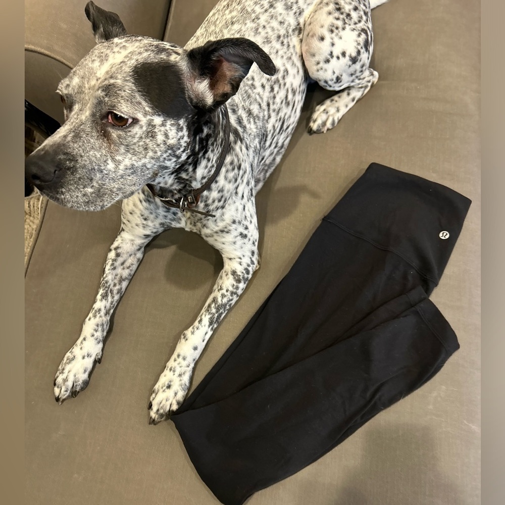 Long black align pants